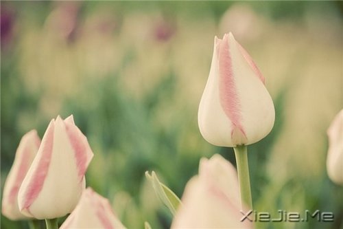想追求什么，就去努力吧 (5)