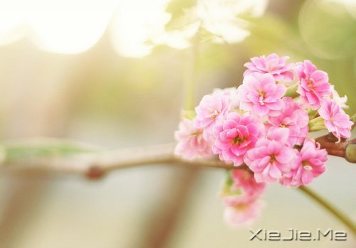 早安心语：别为不该为的人，伤了不该伤的心 (1)