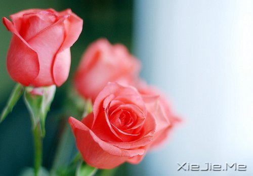 早安心语：别为不该为的人，伤了不该伤的心 (8)