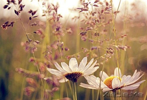 早安心语：时间会咬人，你不走就会满身伤痕 (5)