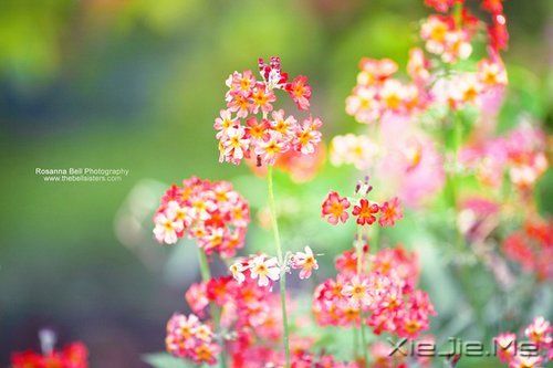 晚安心语：人心本无染，心静自然清 (3)