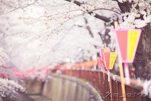 晚安心语：独走的路，是最美的风景 (2)