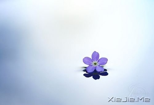 早安心语：选一种姿态，让自己活得无可替代 (6)