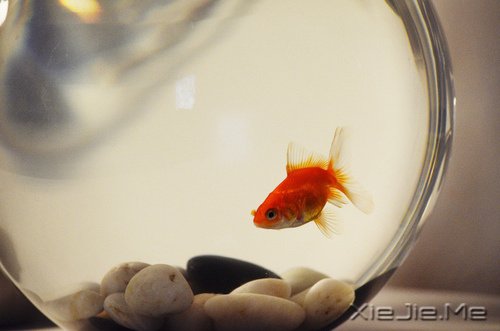感人故事：三条鱼的故事